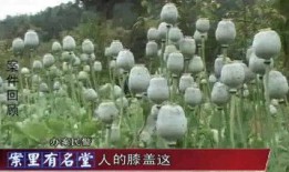 在线观看罂粟,揭秘在线观看的伦理边界