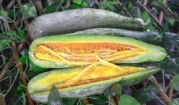 林州网红吃瓜,揭秘背后真相与网络舆论风暴